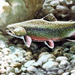 West Virginia State Fish