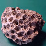 West Virginia State Gem/Fossil