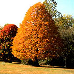 West Virginia State Tree